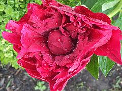 peony14 (15)